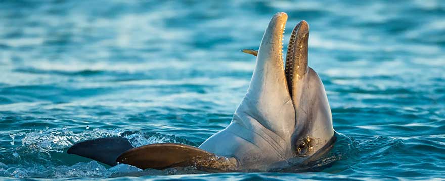 Lancelin Dolphins In Close