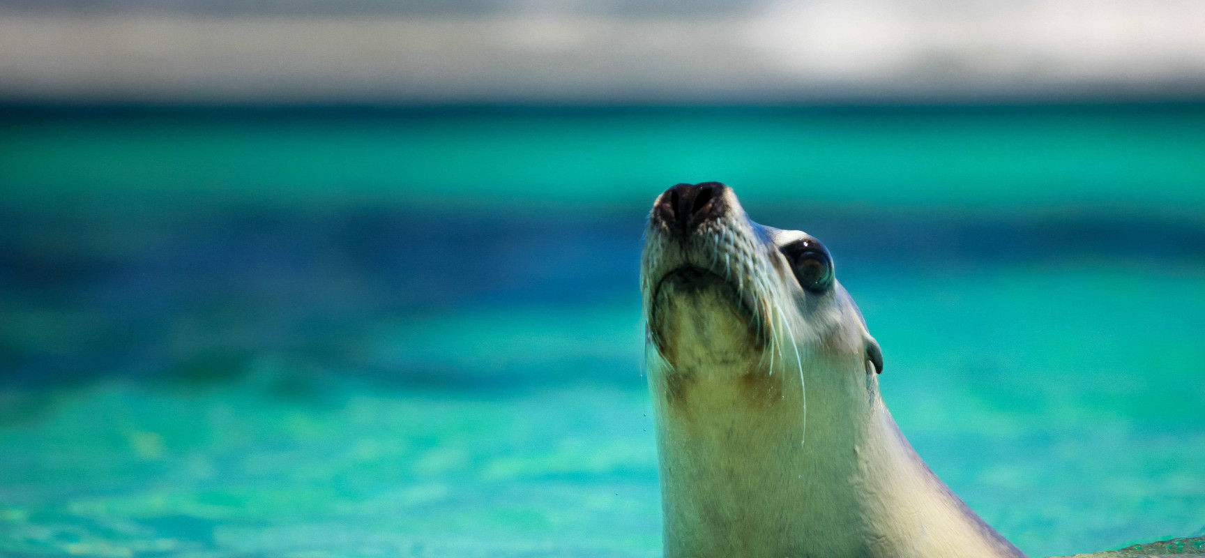 SEA LIONS