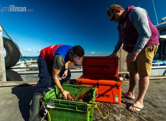 Live Lobsters From the Boats