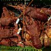 Lobsters-0063 Lobsters-0063