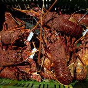Lobsters-0063