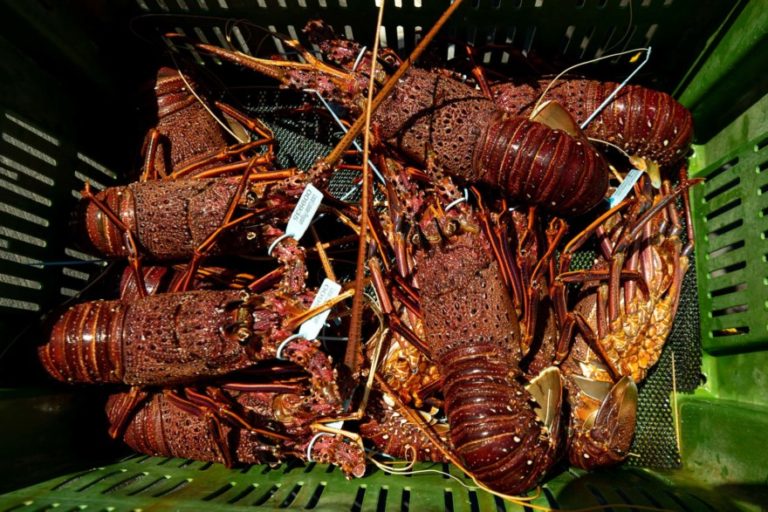 Live Lobsters From the Boats