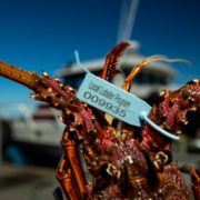 Lobsters-0096