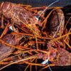 lobsters_product_1 lobsters_product_1